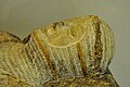 Close-up image of tomb of a knight of the Espes family. Painted limestone. Spanish, mid-14th century CE. The Burrell Collection, Glasgow, UK