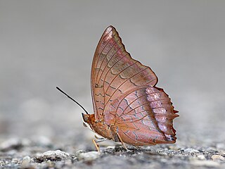 <i>Charaxes aristogiton</i> Species of butterfly