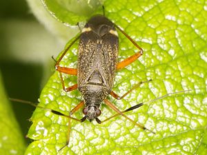 Two-legged soft bug (Closterotomus biclavatus)