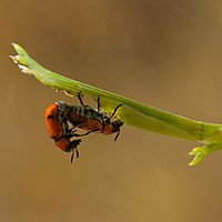 Four spotted leaf beetle