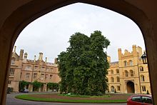 Sweet chestnut in New Court at Trinity College, Cambridge