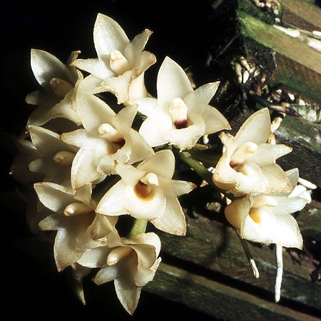 Coeliopsis hyacinthosma