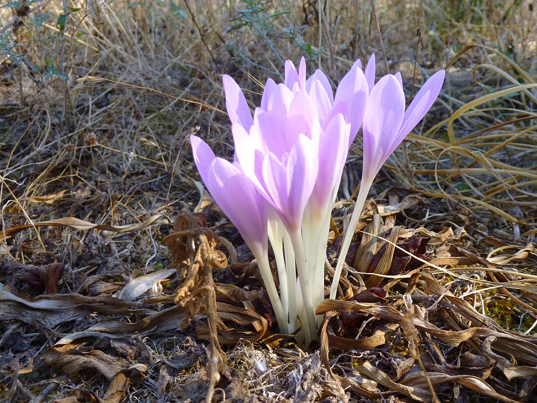 Colchicum haynaldii