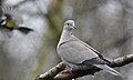 Collared Dove in the rain, Northamptonshire, England (12223727674).jpg