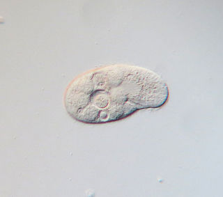 <i>Colpidium colpoda</i> Species of protozoan