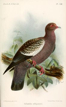 Flekkvengdue, Patagioenas maculosa Illustrasjon av J. G. Keulemans, 1893, Public domain