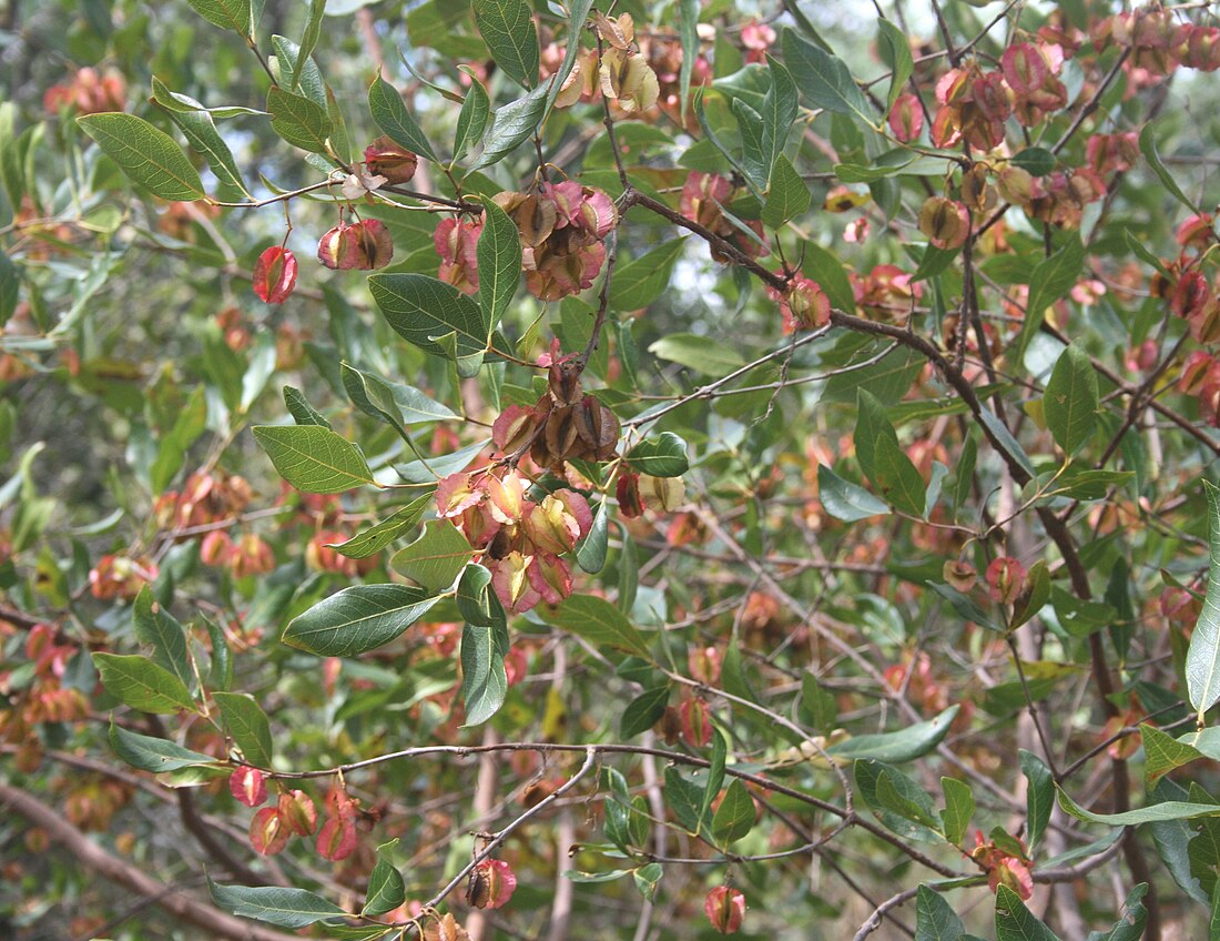 Combretum nelsonii