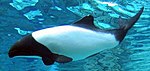 Commerson's dolphin