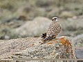 Common Kestrel (Falco tinnunculus) (51366069004).jpg
