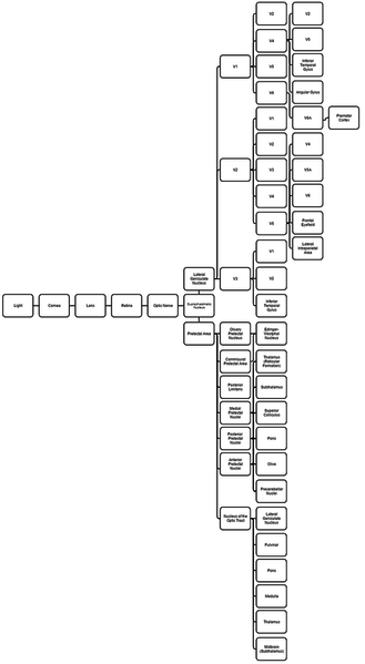 File:Comprehensive List of Relevant Pathways for the Visual System.png