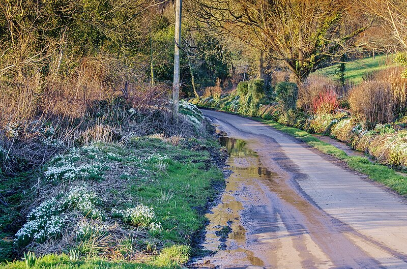 File:Compton Valence, Snowdrops along the lane - geograph.org.uk - 3336180.jpg