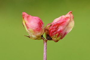 Botanica Gala