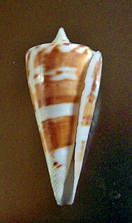 <i>Conus bayani</i> species of mollusc