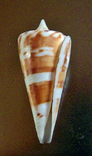 <i>Conus bayani</i> Species of sea snail