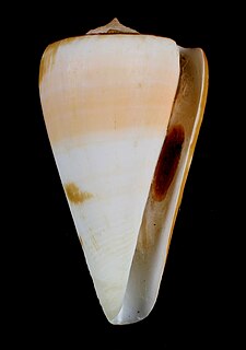 <i>Conus fergusoni</i> Species of sea snail