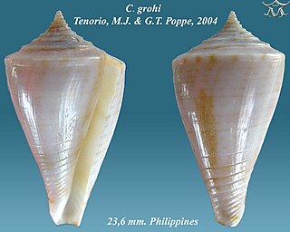 <i>Conasprella grohi</i> Species of gastropod