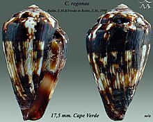 Conus regonae 1.jpg