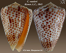 Conus vautieri.jpg