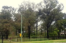 Cooks River/Castlereagh Ironbark Woodland Cooks River-Castlereagh Ironbark Forest.jpg