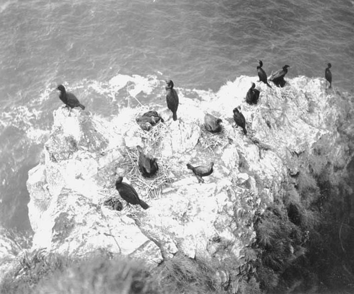 File:Cormorants nesting on Carroll Island, June 1907 (WASTATE 1384).jpeg