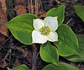 Thumbnail for File:Cornus canadensis (bunchberry) (Gooseberry Falls State Park, Minnesota, USA) 4 (21889244614).jpg