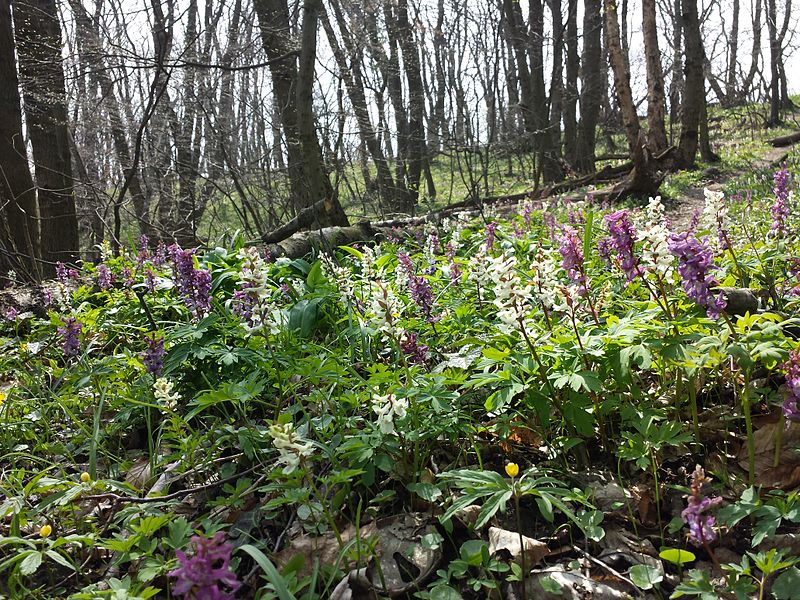 File:Corydalis cava sl3.jpg