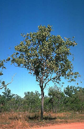 <i>Corymbia ferruginea</i> Species of plant