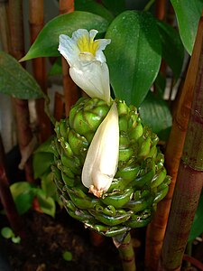 Costus pictus Flower