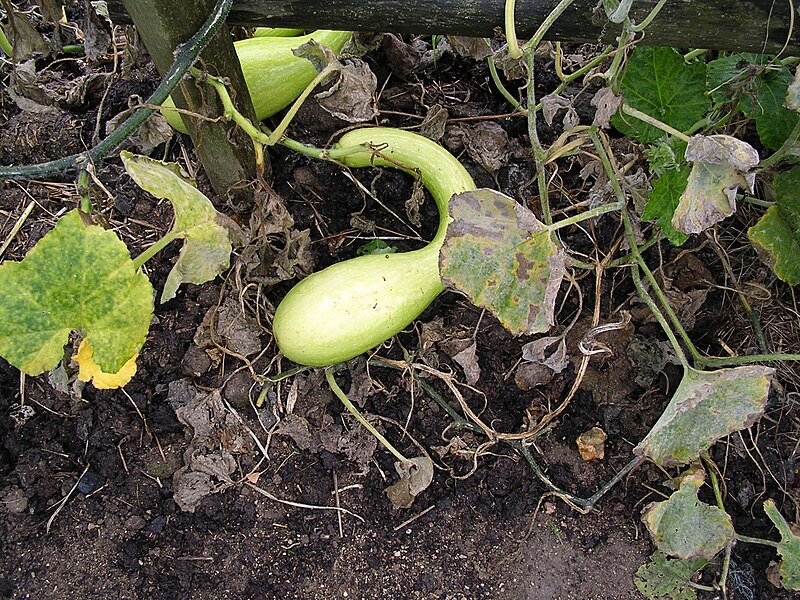 File:Courge2.JPG