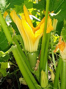 Squash baby Cucurbita pepo.jpg