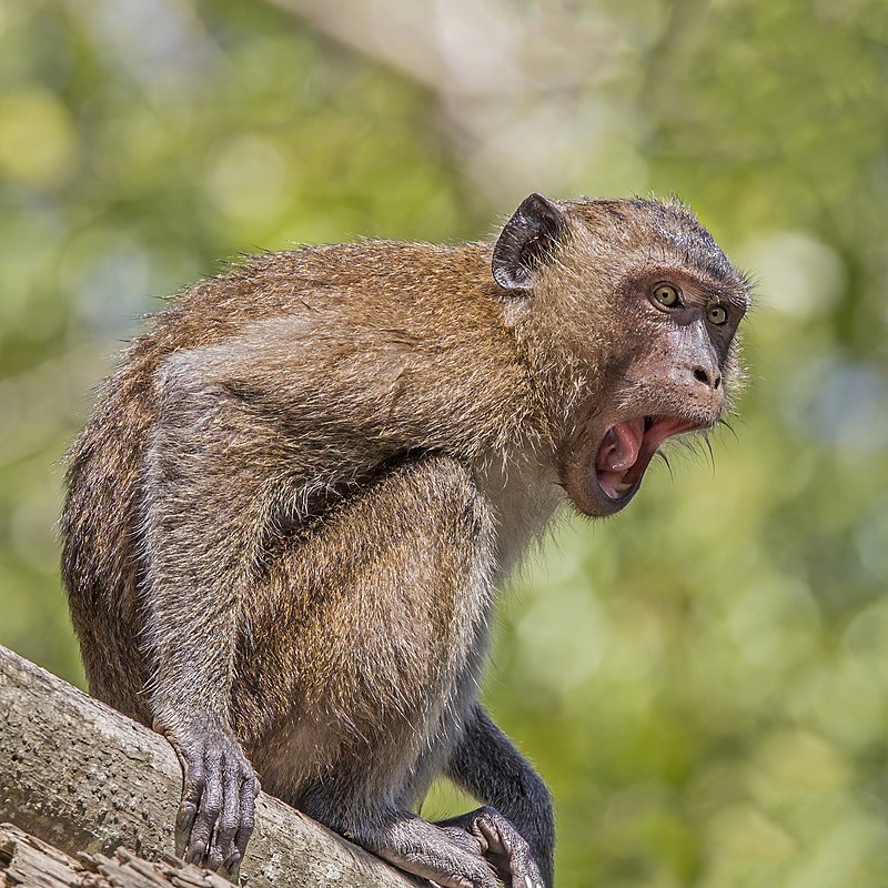 Feeding monkeys may harm their health