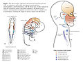 Thumbnail for File:Cranial Neural Crest Cells - migration.jpg