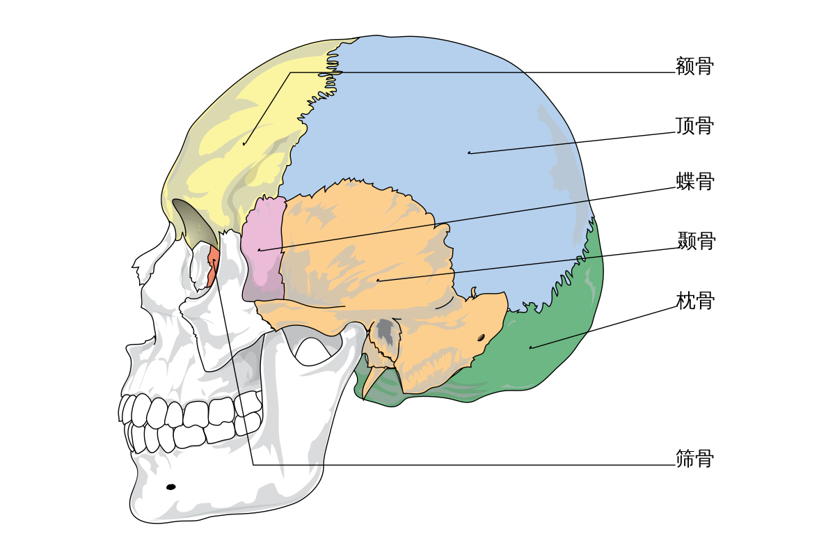 脑颅骨 搜狗百科