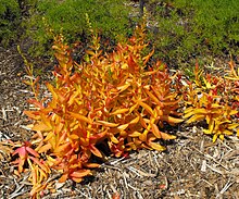 The "campfire" cultivar Crassulacampfire.jpg