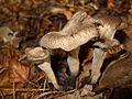 fotografia Craterellus cornucopioides