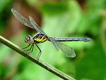 Kadavoor.jpg tomonidan Cratilla lineata female