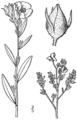 Crocanthemum bicknellii