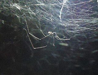 <i>Crossopriza lyoni</i> species of arachnid