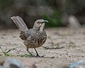 Thumbnail for File:Curve-billed Thrasher (13285568605).jpg