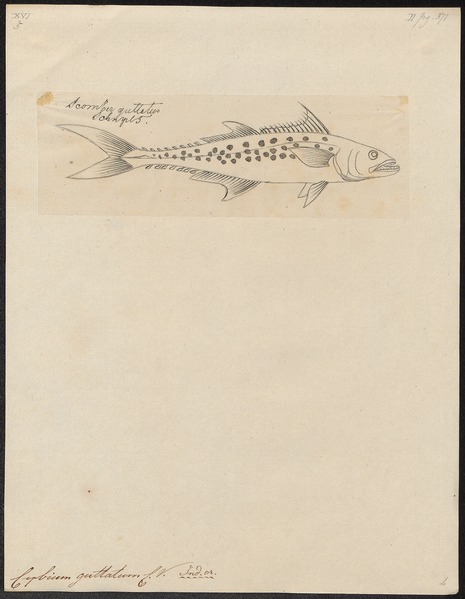 File:Cybium guttatum - 1700-1880 - Print - Iconographia Zoologica - Special Collections University of Amsterdam - UBA01 IZ13500232.tif