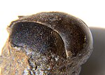 Thumbnail for Cyclopyge (trilobite)