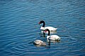 Black-necked Swans (Cygnus melanocoryphus) on Seno Ultima Esperanza, Chile.