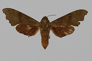 <i>Cypa terranea</i> Species of moth