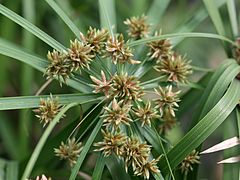 Épillets portant les fleurs