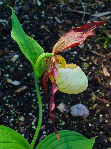 File:Cypripedium parviflora var. pubescens 003.JPG