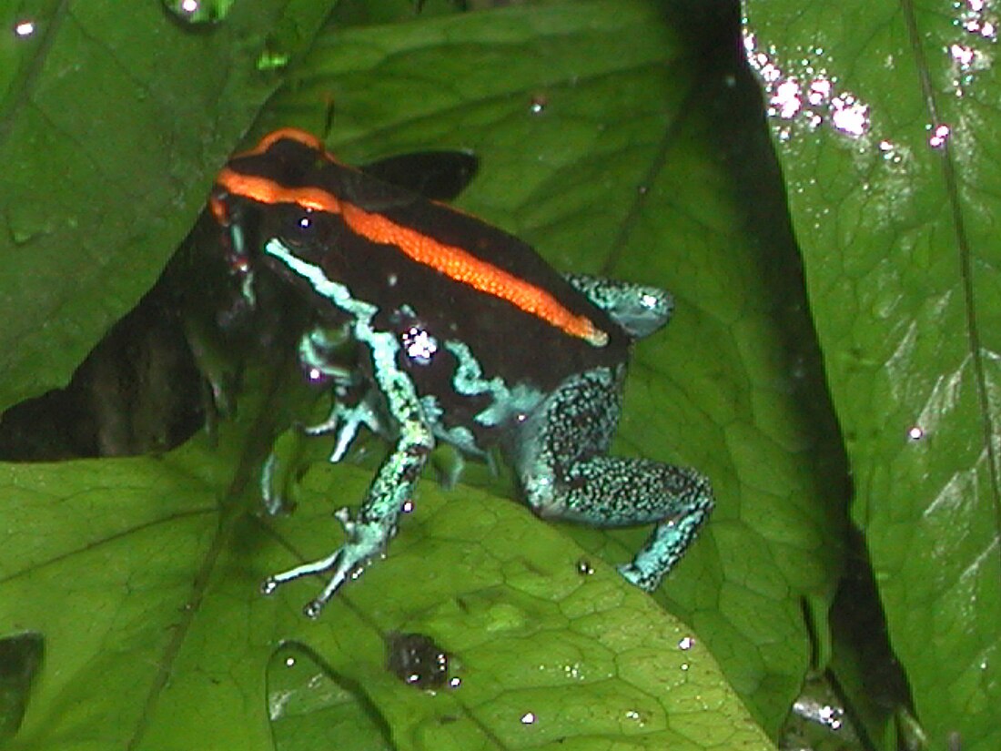 Phyllobates vittatus