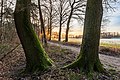 * Nomination Trees at sunrise in Börnste hamlet, Kirchspiel, Dülmen, North Rhine-Westphalia, Germany --XRay 11:32, 12 February 2022 (UTC) * Promotion  Support Good quality. --Steindy 12:18, 12 February 2022 (UTC)