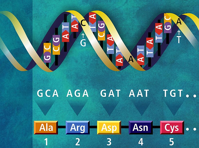 File:DNA translation example.jpg