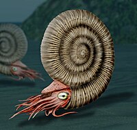 Digital artist's recreation Dactylioceras NT.jpg