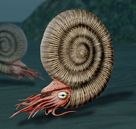 Reconstruction of an ammonite, a highly successful early cephalopod that first appeared in the Devonian (about 400 mya). They became extinct during the same extinction event that killed the land dinosaurs (about 66 mya).